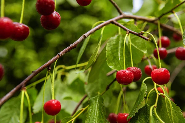 Cerejas vermelhas brilhantes maduras no jardim do pomar — Fotografia de Stock