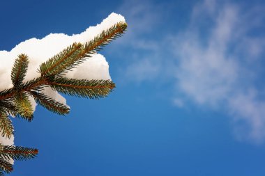 Mavimsi yeşil köknar dalı ve güneş ışığı