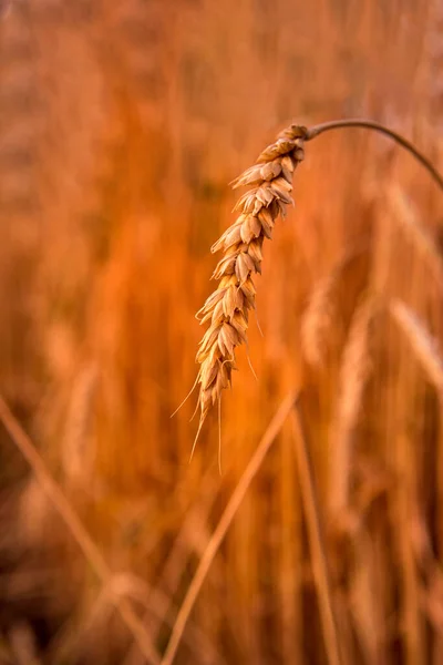 Detailní Záběr Krásných Zralých Zlatých Pšeničných Uší Slunci Nezaostřené Pšeničné — Stock fotografie