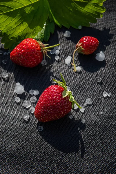Red Strawberries Few White Hailstones Strawberry Leaf Black Material Used — Stock Photo, Image