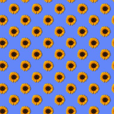 Mavi arka planda parlak sıcak turuncu ayçiçekleri olan renksiz bir desen. Çiçeklere doğrudan yukarıdan bak.
