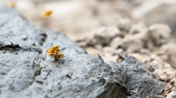 Hayat Böcekler Formatında Banner Drosophila Çift Çiftleşme — Stok fotoğraf