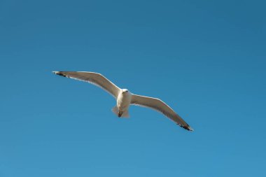 Mavi gökyüzünde uçan martı ayarla