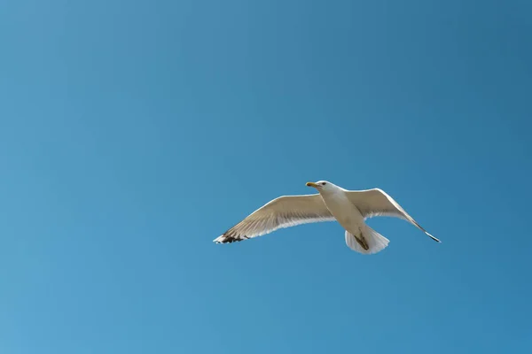 Gaviota Voladora Cielo Azul Puesta —  Fotos de Stock