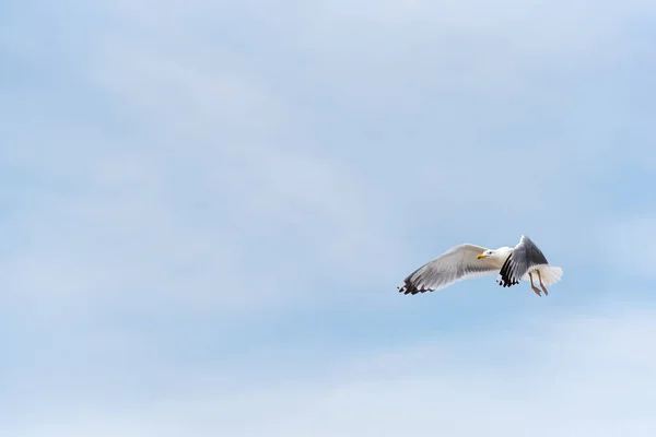 Seekor Burung Camar Terbang Langit Biru Latar Belakang Ruang Penyalinan — Stok Foto