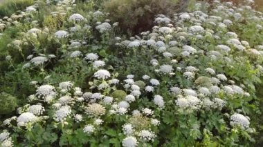 Heracleum bitkidir burns neden olan tehlikeli zehirli insan derisi üzerinde. Havadan görünümü