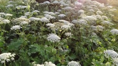 Heracleum zehirli bitkidir. Özlerinin Fitofotodermatit kabarcıklar ve uzun ömürlü izleri ile sonuçlanan insanlarda neden olur. Havadan görünümü