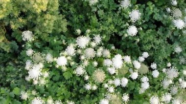 Heracleum çiçek açan, havadan görünümü. Tehlikeli bir zehirli bitki bu