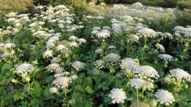 Heracleum bitkidir burns neden olan tehlikeli zehirli insan derisi üzerinde. Havadan görünümü