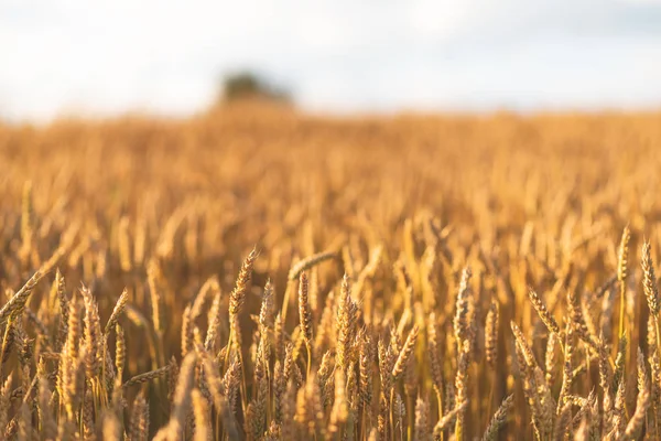Wheats 우크라이나 — 스톡 사진