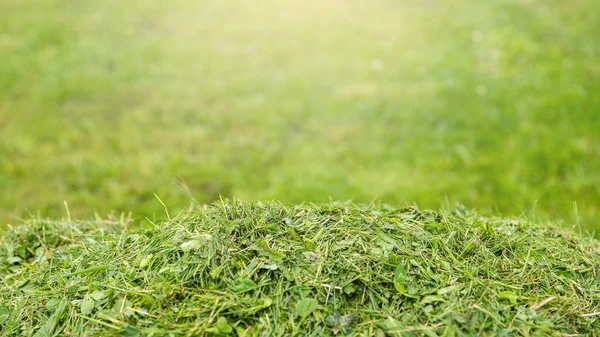 Tjänster För Gräsmatta Gräs Skära Trädgården Och Gården Banner Format — Stockfoto