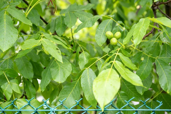 Noce Verde Che Cresce Albero Maturazione Estate — Foto Stock