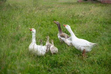 Group of geese walking on the grass, countryside, Ukraine clipart