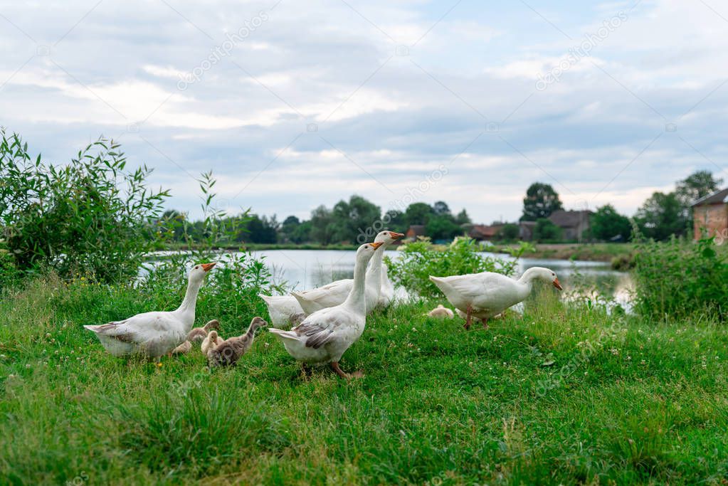The geese return home after walk in the nature, breeding of animals, Ukraine