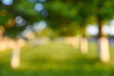 Arka plan bulanık, ağaçlar park ve güzel güneş ışığı