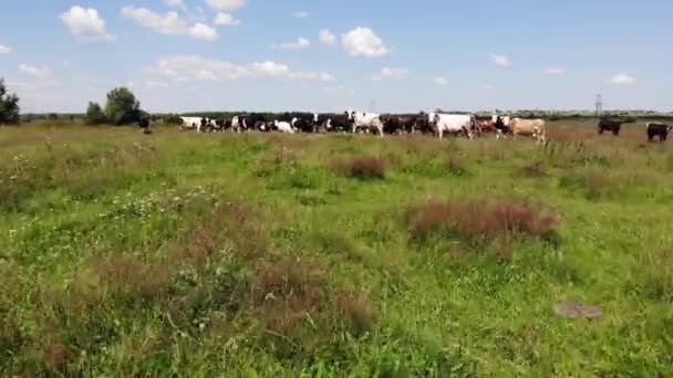 Csorda tehén legelőn, nyári, Ukrajna. Menet közben előre a drone — Stock videók