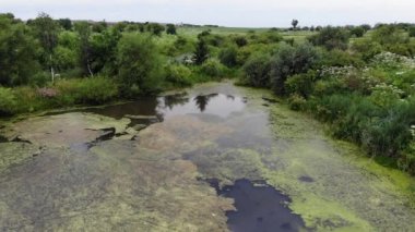 Işık yeşil Lemna minör terk edilmiş göl kenarında. Yaygın duckweed veya daha az duckweed gibi da bilinir. Havadan görüntüleri, 4k