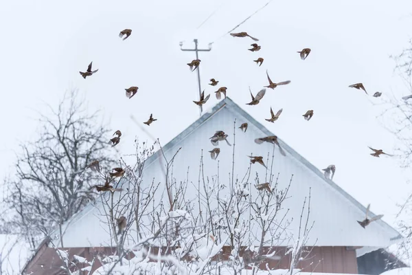 Grupo Pardais Arbusto Coberto Neve Tempo Inverno — Fotografia de Stock