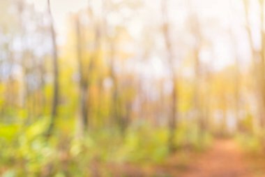 Odaklanmamış ve yumuşak arka plan tasarımı için. Büyülü sonbahar orman, bulanıklaştırma tekniği