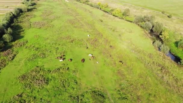 Manada Caballos Pastan Prado Día Soleado Verano Imágenes Aéreas Vuela — Vídeos de Stock