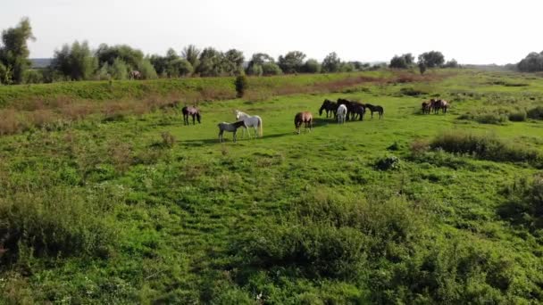 Group Horses Meadow Countryside Ukraine Aerial Footage Fly Forward Technique — Stock Video