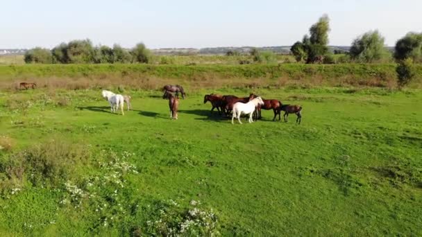 Rebanho Cavalos Pastam Prado Dia Ensolarado Verão Imagens Visão Aérea — Vídeo de Stock