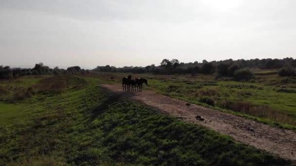 Famiglia Cavalli Collina Giornata Estiva Soleggiata Drone Vista Con Fly — Video Stock