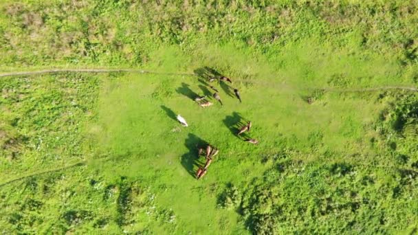 Herd of horses graze on a meadow near the village. Aerial view with slow descent technique — Stock Video