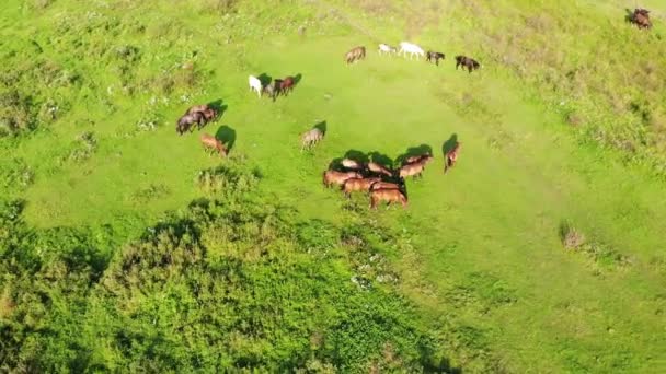 Stádo koní pást na louku na letní slunečný den. Letecký pohled s poklopcem kolem technika, 4 k video — Stock video