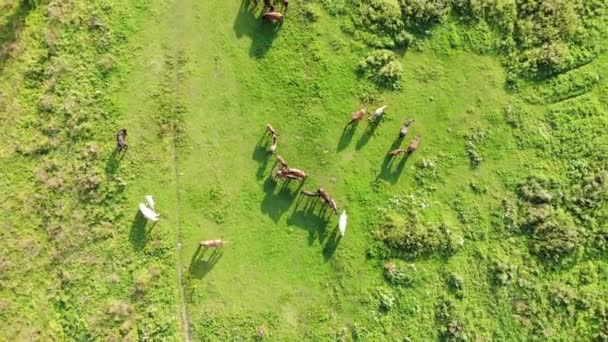 Flock Hästar Betar Och Har Vila Äng Solig Sommardag Flygfoto — Stockvideo