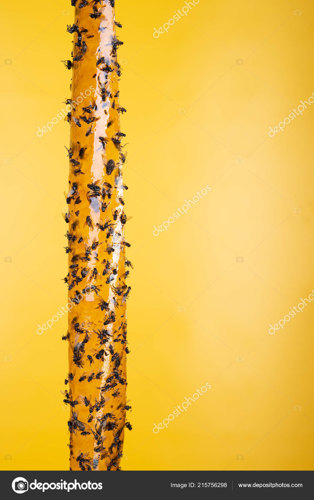 Sticky Flypaper Trap Flies Fly Killing Device Yellow Background Also Stock  Photo by ©crossdee 215756298