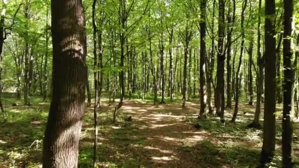 En forêt au milieu des charme, vol en douceur vers l'avant, vue sur drone 