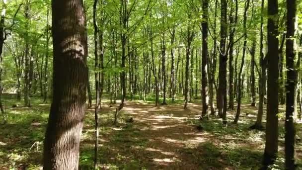 Forêt Milieu Des Charme Vol Douceur Vers Avant Vue Sur — Video