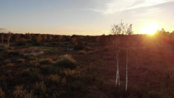 Gyllene Höst Och Vacker Solnedgång Solen Strålar Bryter Igenom Bladen — Stockvideo