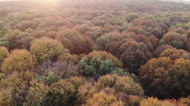 Renkli sonbahar orman, meşe ormanı, günbatımı havadan görünümü