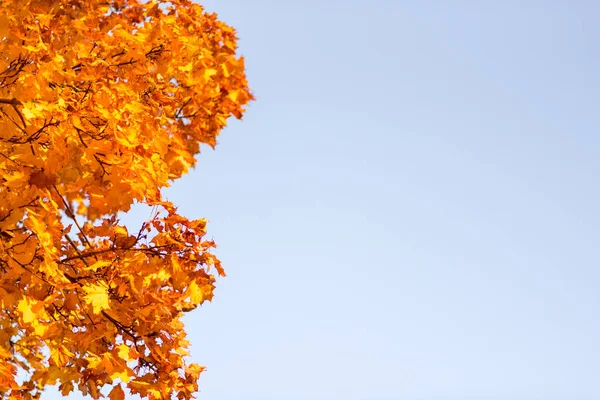 Colorful Maple Tree Sky Background Golden Autumn Background — Stock Photo, Image