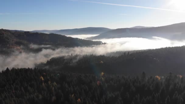 Verbazingwekkend Herfst Landschap Karpaten Ochtend Mist Vallei Naaldbossen Hellingen — Stockvideo