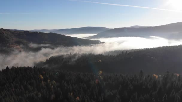 Amazing Autumn Landscape Carpathian Mountains Morning Fog Valley Coniferous Forests — Stock Video