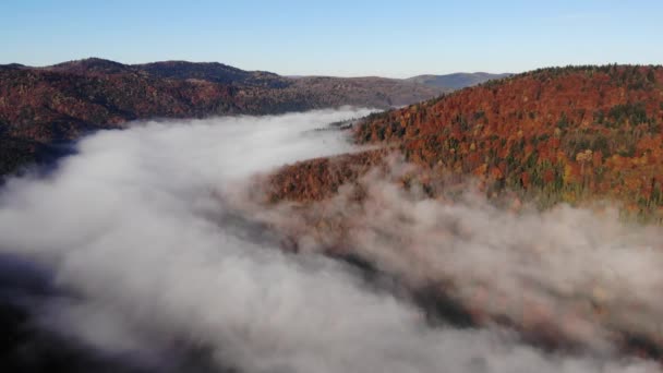 Magischer und farbenfroher Herbst in den Karpaten, Ukraine. nebliger Morgen im Herbst — Stockvideo