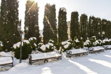 Tek sıra halinde mazı occidentalis karda herdem yeşil çit yarda, kış saati kaplı. Peyzaj, Bahçe Hizmetleri
