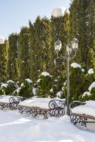 Örökzöld Sövény Hóban Oszlopos Tuja Fedett Udvaron Téli Időben Tereprendezés — Stock Fotó
