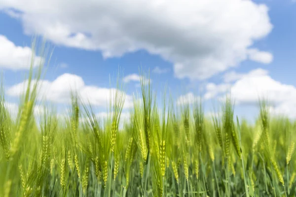 Orejas Centeno Verde Con Cielo Azul Sobre Fondo Fondo Natural — Foto de Stock