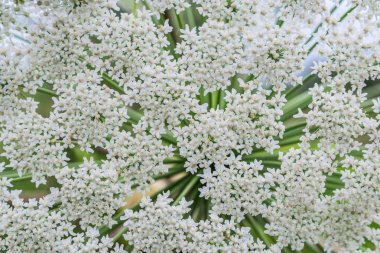 Dev, erken yaz çiçek açan Hogweed, üstten görünüm, tohum. Tehlikeli bitki özlerinin bu Fitofotodermatit kabarcıklar ve uzun ömürlü izleri ile sonuçlanan, neden olur. Heracleum ya da inek Yaban havucu bilinen