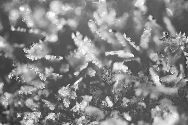 Macro of snow crystals, snowflakes. monochrome effect — Stock Photo, Image