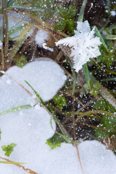 冰上的雪花 冰上的冻草 是冰下的生命 冬季背景 — 图库照片