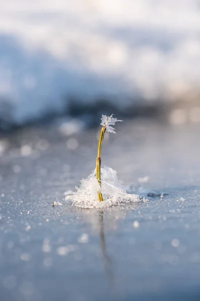 Concept Dwingende Eenzame Bevroren Plant Wordt Overspoeld Met Bevroren Sneeuwvlokken — Stockfoto