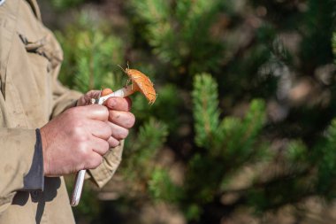Leccinum scabrum Mantar seçici elinde bulundu. Avcılık mantar.