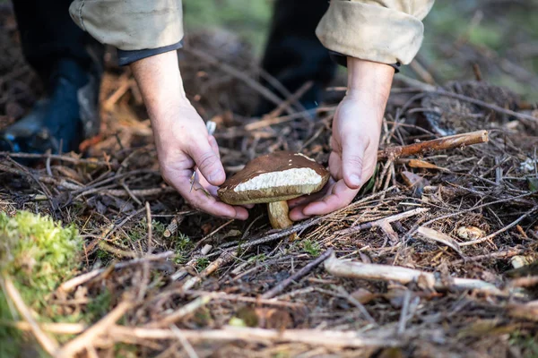 Mantar seçici Boletus Mantarı Sonbahar zaman iğne yapraklı bir ormanda buldum. Avcılık mantar.