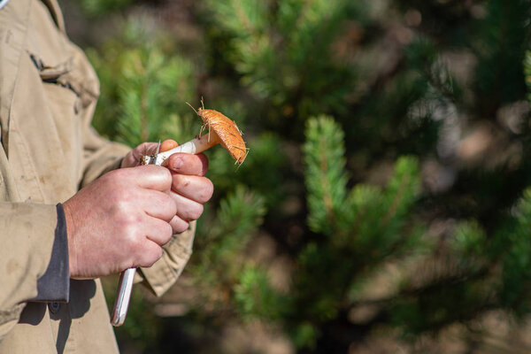 Found Leccinum scabrum in hands of the mushroom picker. Mushroom hunting.