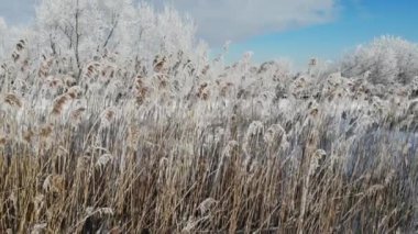 Karla kaplı kamış australis rüzgar sallıyor, yakın çekim. Su kenarında yetişen. Kış saati